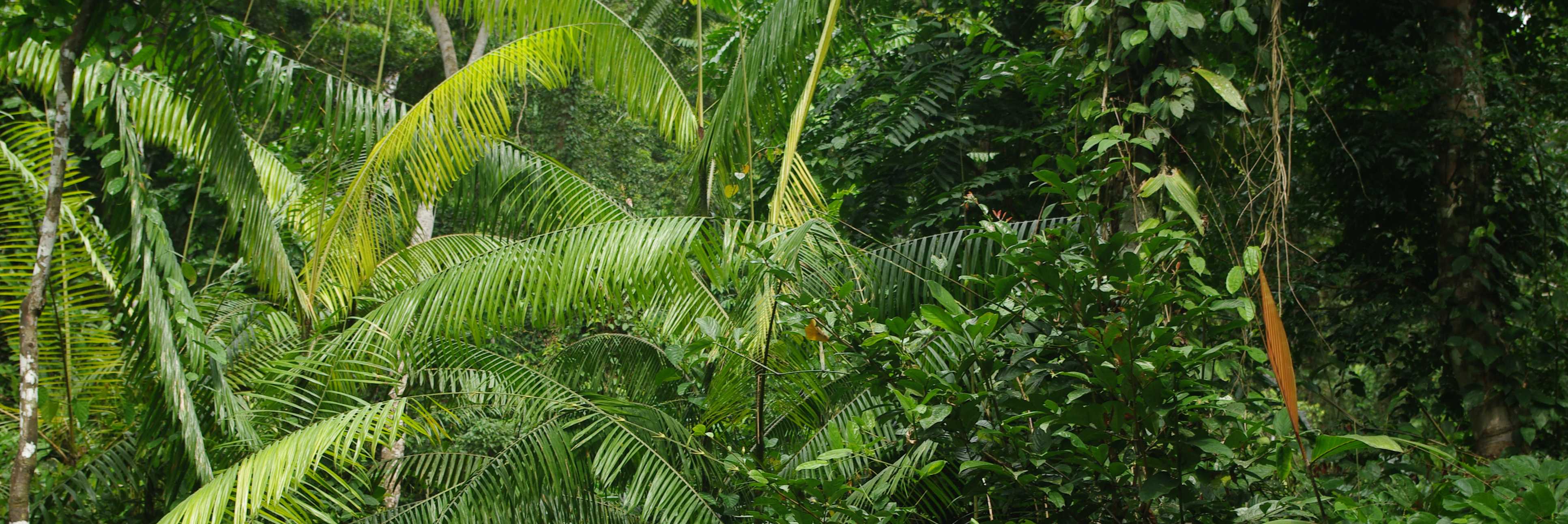 Palms